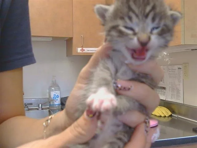 A baby small-sized female Domestic Long Hair cat named A for adoption in Sacramento, CA