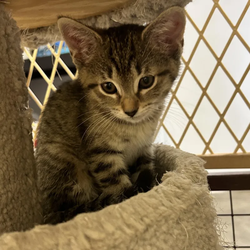 A baby medium-sized female Domestic Short Hair cat named Norie for adoption in Wilmington, OH