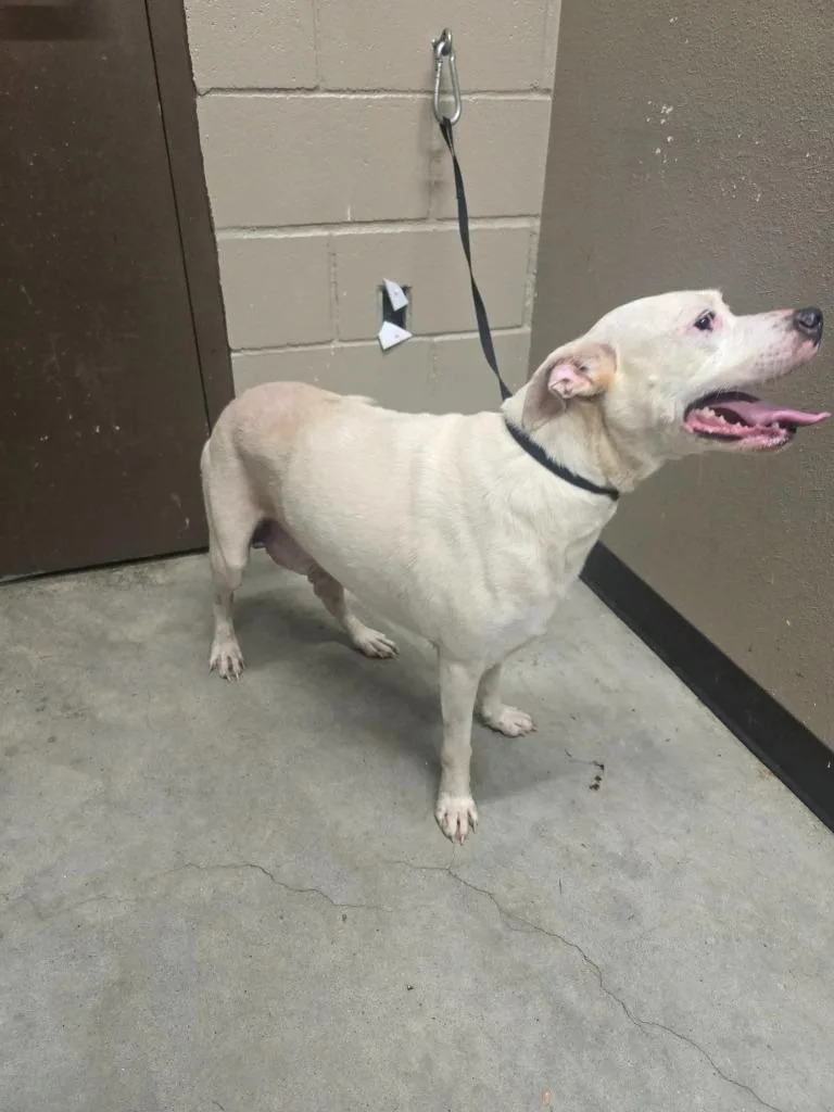 A young medium-sized male Labrador Retriever dog named Bert for adoption in Huntsville, TX