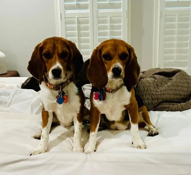 An adult medium-sized female Beagle dog named Maggie Lou for adoption in Alpharetta, GA