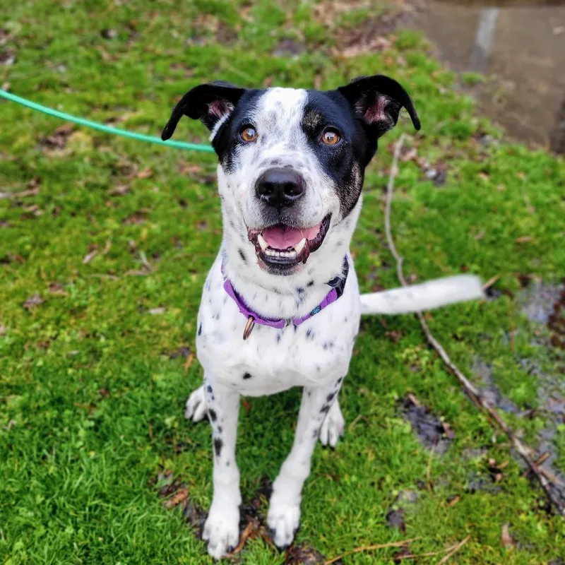 An adult medium-sized male Mixed Breed dog named Glacier for adoption in Fredericksburg, VA
