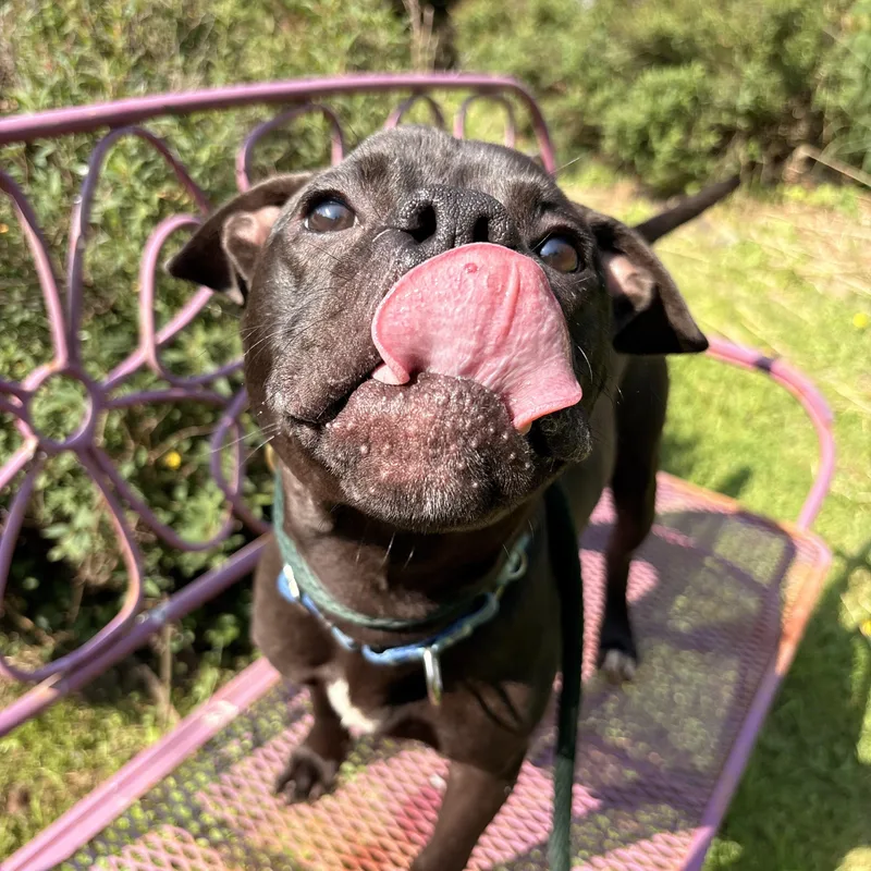 A baby medium-sized male Black Pit Bull Terrier dog named Nugget for adoption in White Oak, PA