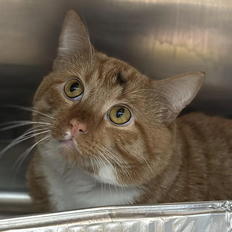 An adult large-sized male Orange / Red Domestic Short Hair cat named Drew for adoption in Matteson, IL