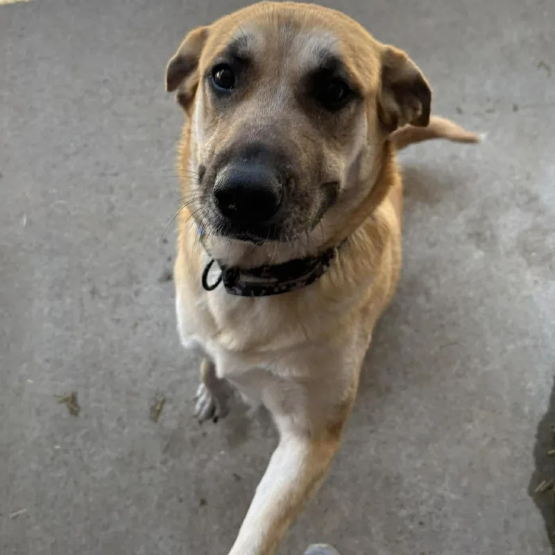 An adult large-sized female Yellow / Tan / Blond / Fawn Mixed Breed dog named Thumbelina Stray Hold for adoption in Huntington, WV