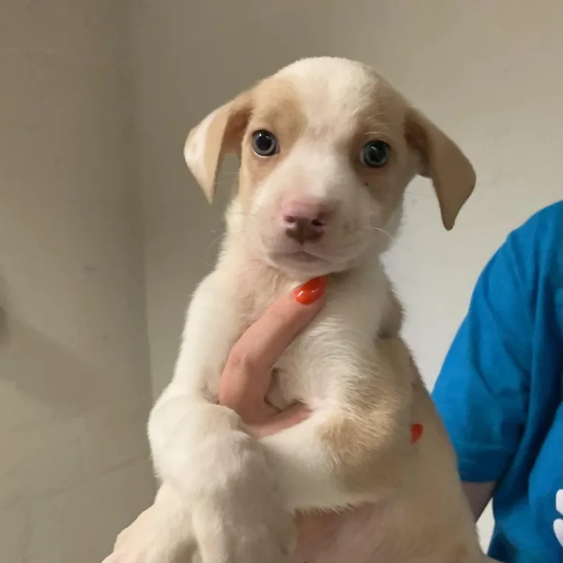 A baby small-sized male Terrier dog named Sam Tailwagger for adoption in Austin, TX