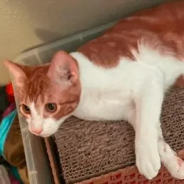 A young small-sized male Orange & White Domestic Short Hair cat named Apollo for adoption in North Richland Hills, TX