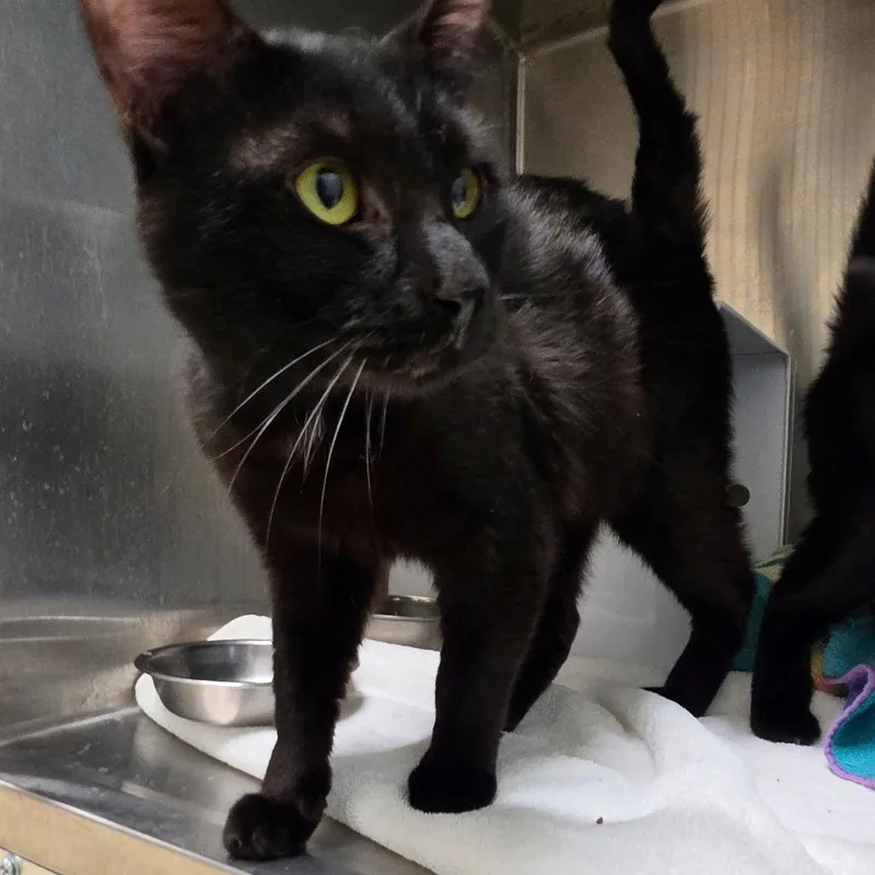 An adult large-sized male Domestic Short Hair cat named Spring for adoption in Briarcliff Manor, NY