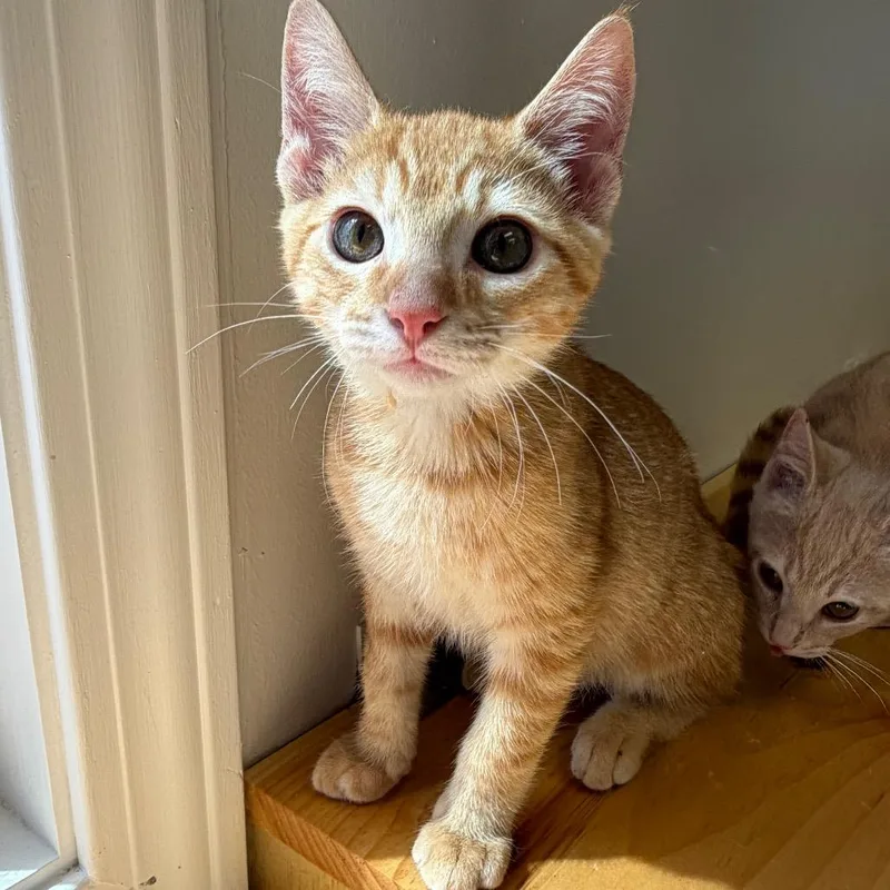 A baby small-sized male Domestic Short Hair cat named Praline for adoption in Morrisville, VT