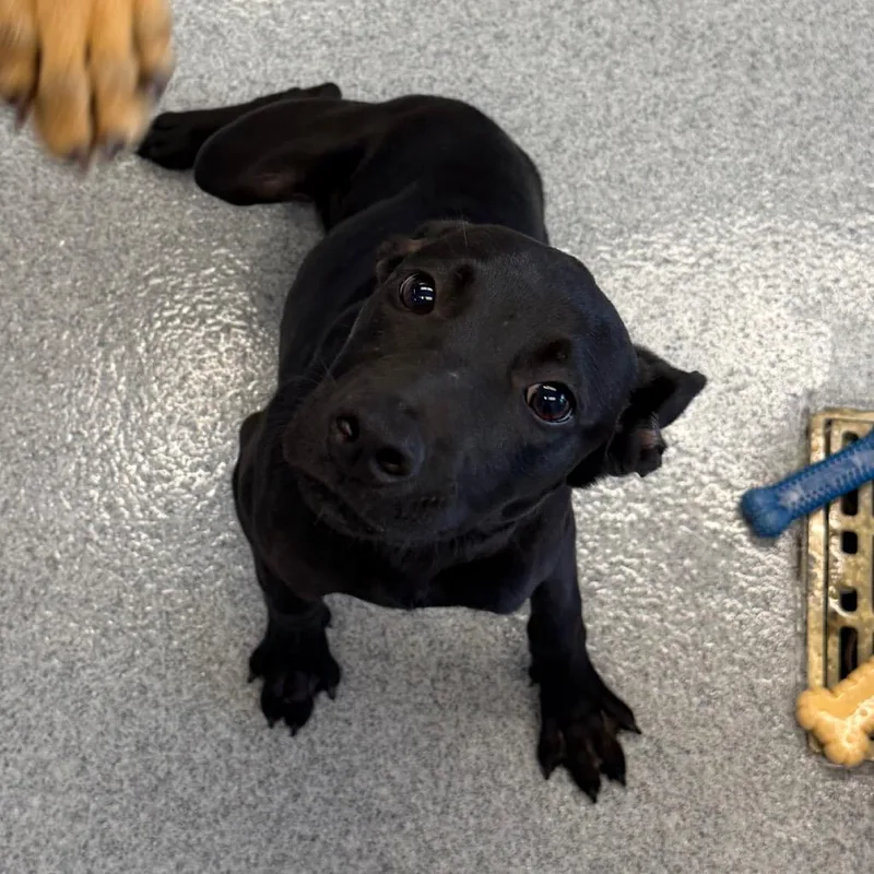 A baby large-sized female Black Labrador Retriever dog named Lisa for adoption in Martinsville, VA