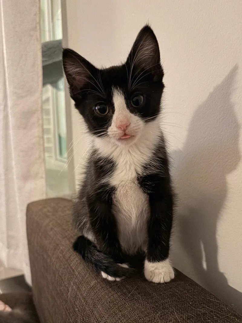 A baby medium-sized male Black & White / Tuxedo Domestic Short Hair cat named Anakin for adoption in Herndon, VA