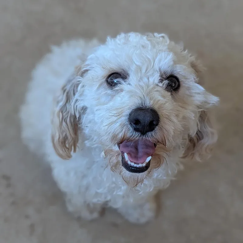 Snowdrop thumbnail 2