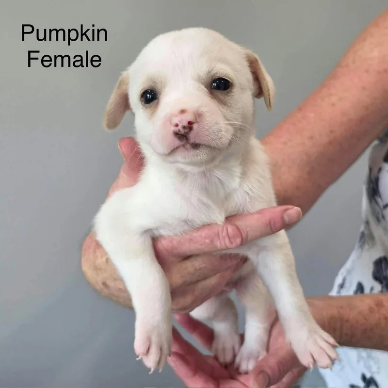 A baby medium-sized female Australian Cattle Dog / Blue Heeler dog named Pumpkin for adoption in PLAINFIELD, CT
