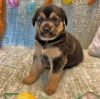 A baby medium-sized female Black German Shepherd Dog dog named Lola for adoption in Liverpool, TX