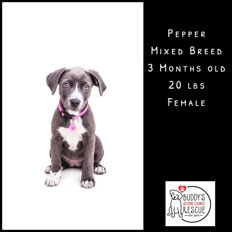 Pepper