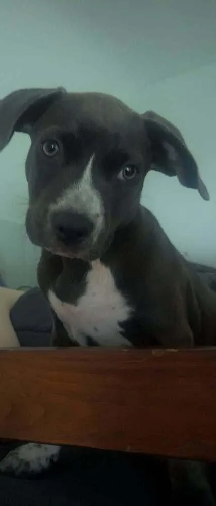 Pepper thumbnail 4