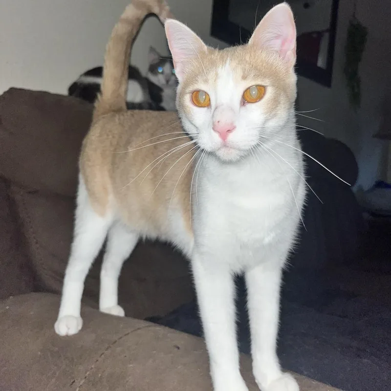A baby medium-sized female Orange / Red Domestic Short Hair cat named Nola for adoption in Webster, TX