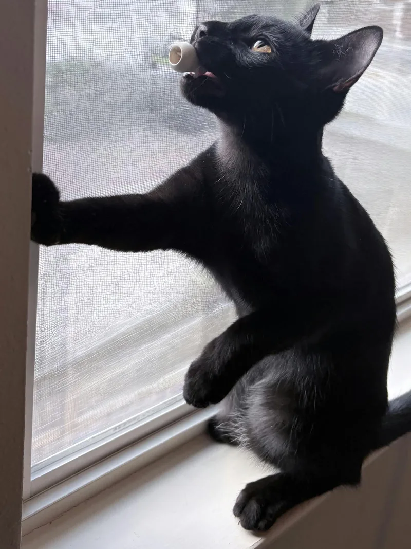 Silhouetto thumbnail 3