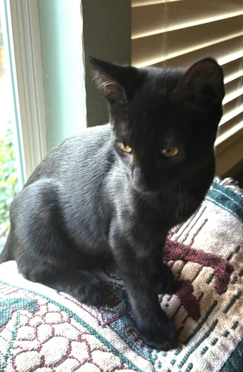 Silhouetto thumbnail 4