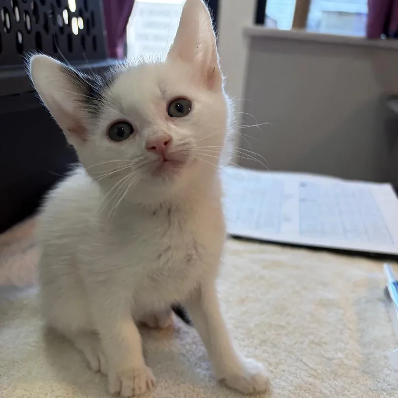 A baby small-sized male White Domestic Short Hair cat named Repete for adoption in Los Angeles, CA