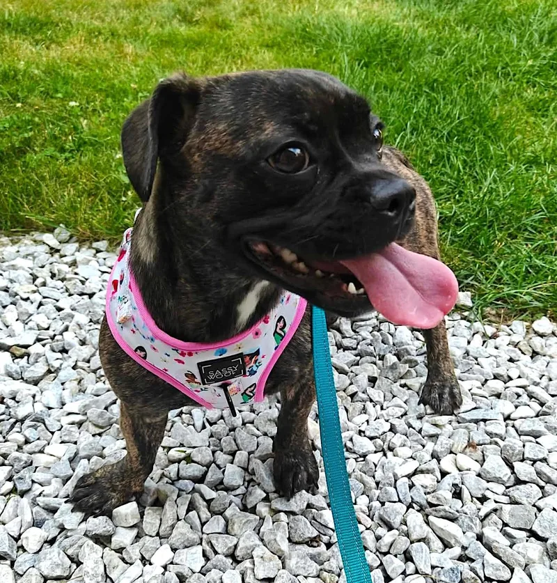 A young medium-sized female French Bulldog dog named Nova for adoption in Worcester, MA