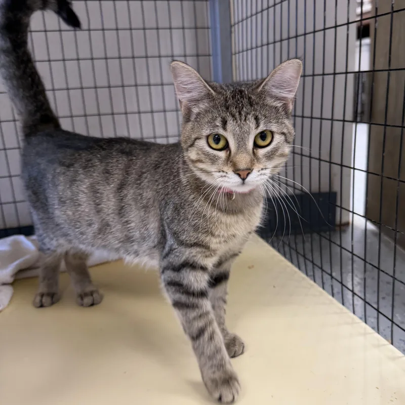 A young medium-sized female Domestic Short Hair cat named Gruff for adoption in Senatobia, MS