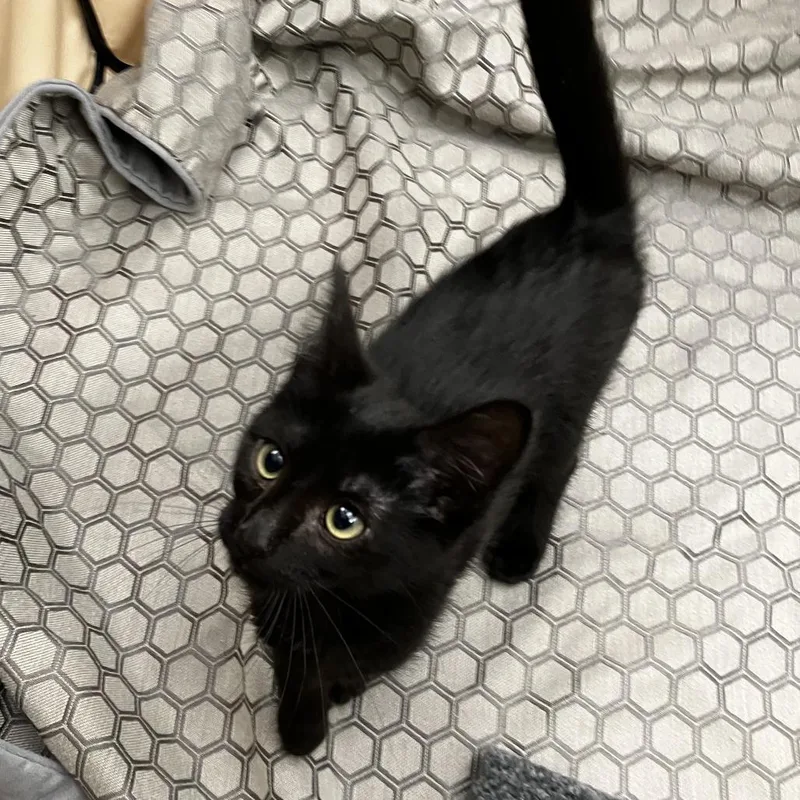 A baby small-sized male Black Domestic Short Hair cat named Captain Hook for adoption in Newark, DE
