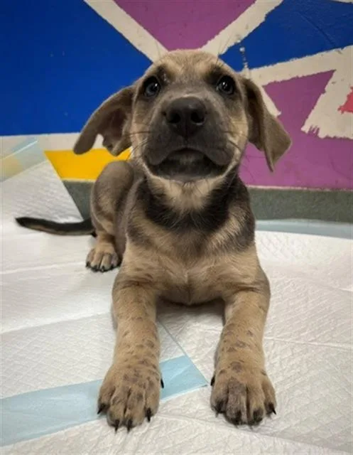 A baby small-sized female Pit Bull Terrier dog named Anyte for adoption in Baytown, TX