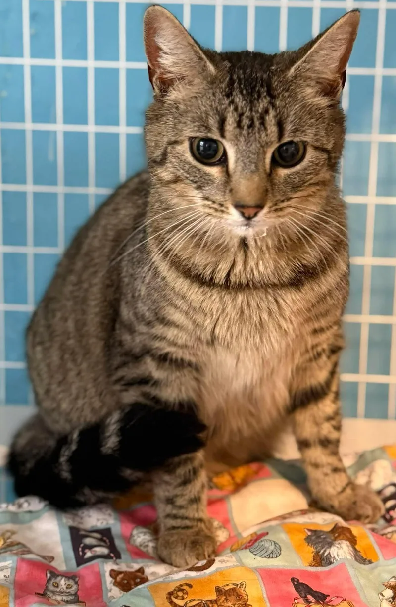 An adult medium-sized female Domestic Short Hair cat named Linlin for adoption in Claremont, NH