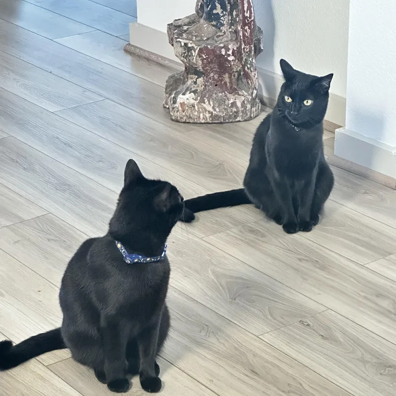 Luna & Loki thumbnail 3