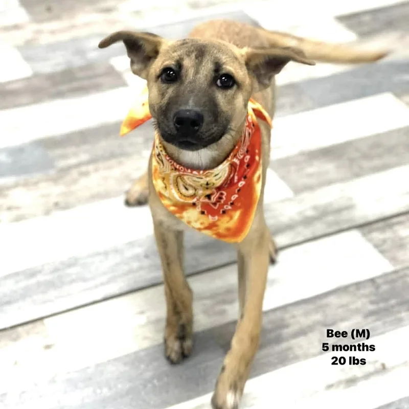 A baby medium-sized female Yellow / Tan / Blond / Fawn Labrador Retriever dog named Bee  Local April for adoption in Brookshire, TX