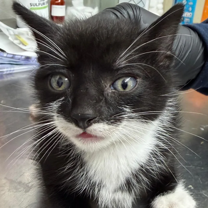 A baby small-sized male Black Domestic Short Hair cat named Nettle for adoption in Point Richmond, CA