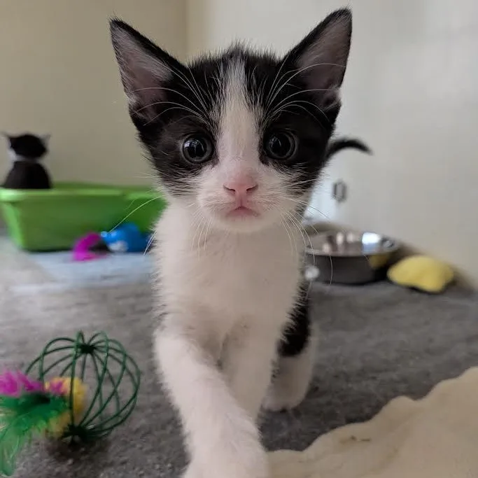 A young small-sized male American Shorthair cat named Centipede for adoption in Blue Earth, MN