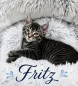 Fritz