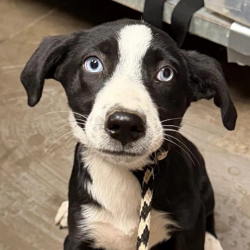 A baby small-sized female Black Australian Shepherd dog named Melanie for adoption in Yuma, AZ