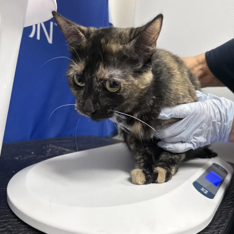 A young medium-sized female Domestic Short Hair cat named Sahara for adoption in Henderson, NV