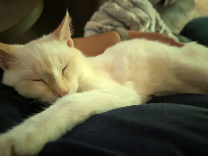 Hugo