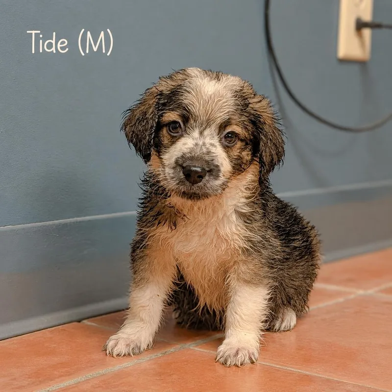 Tide  Blytheville Litter thumbnail 2