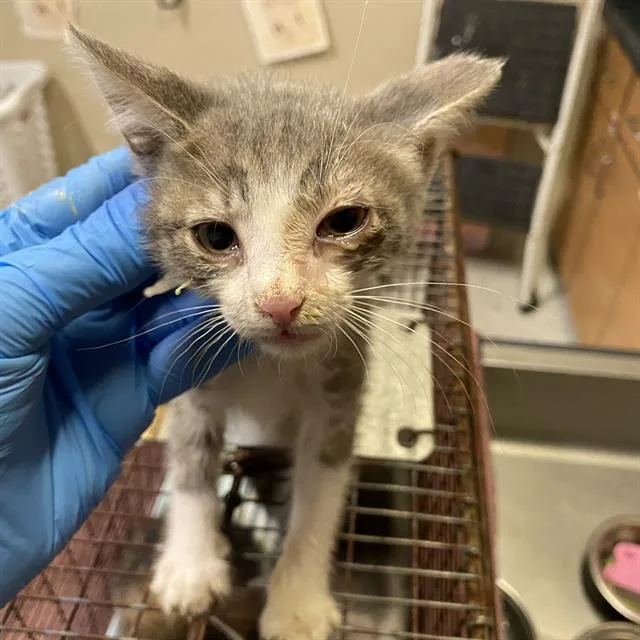 A baby small-sized male Domestic Short Hair cat named A for adoption in Modesto, CA