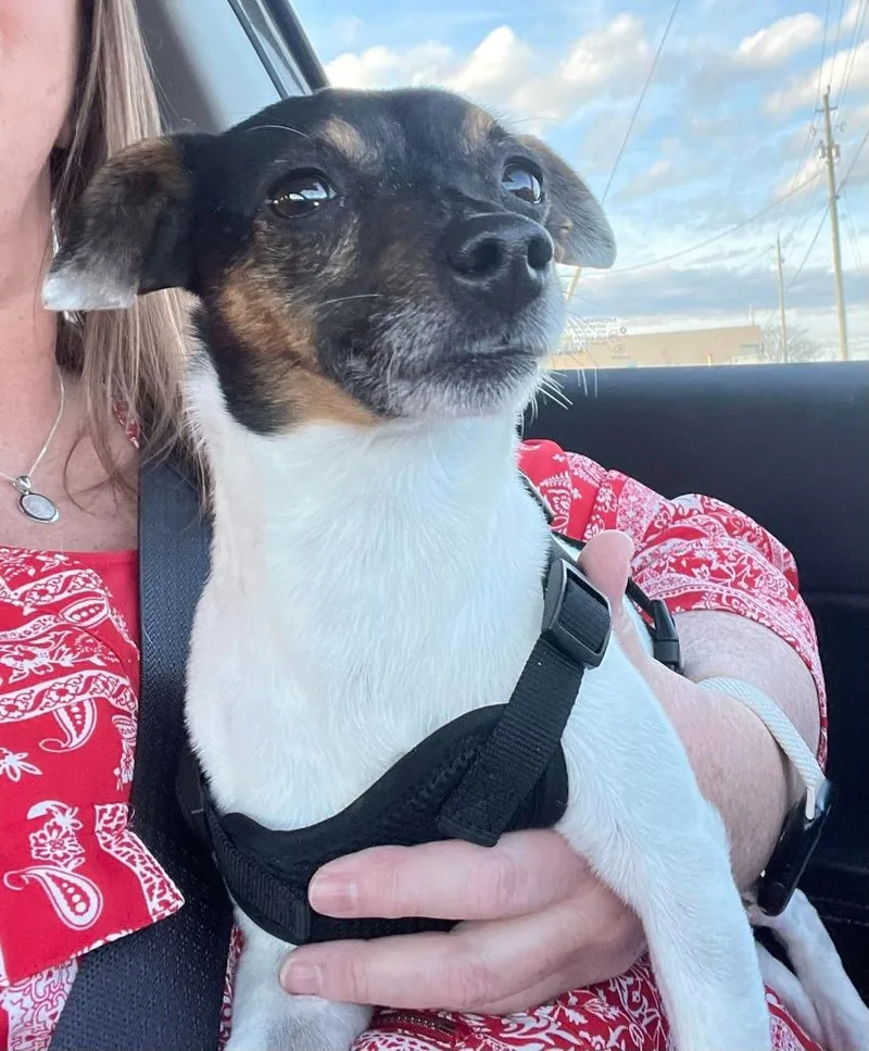 An adult small-sized male Rat Terrier dog named Penguin for adoption in New Bern, NC