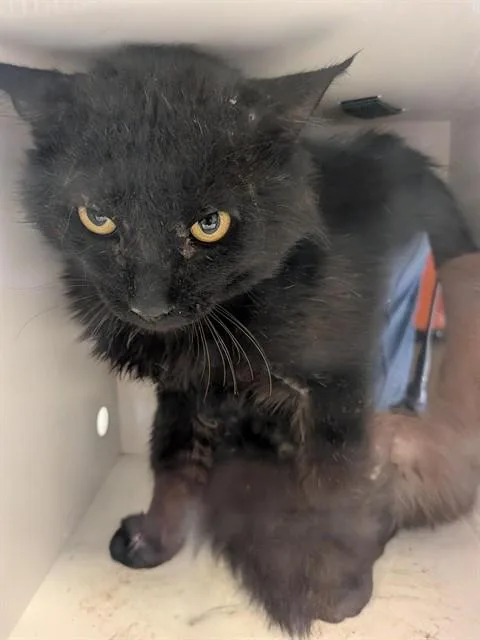 An adult small-sized male Domestic Long Hair cat named Lucas for adoption in Ontario, CA