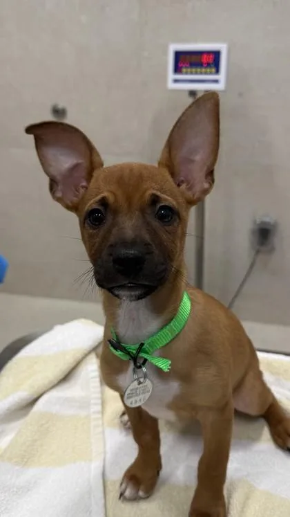 A baby small-sized female Terrier dog named Bubbles for adoption in Honolulu, HI