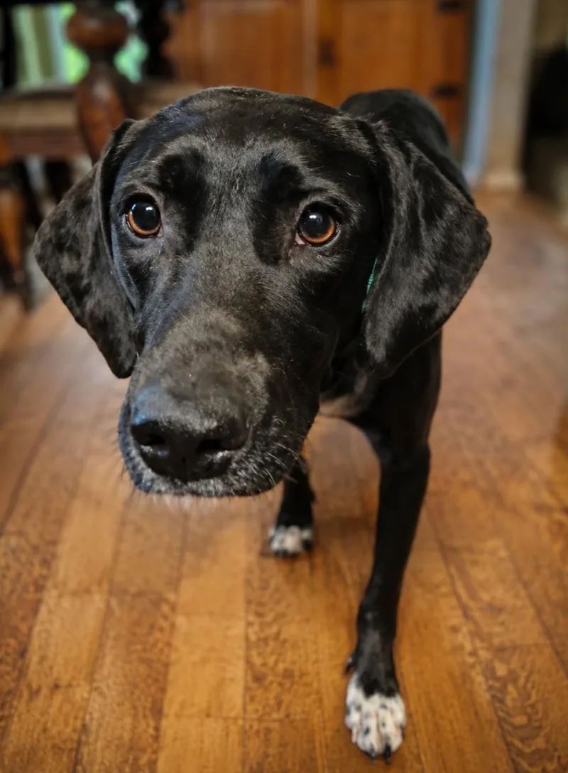 A young medium-sized female Black Labrador Retriever dog named Esme for adoption in Kiowa, OK