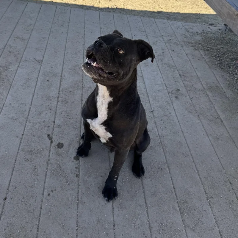 An adult medium-sized female Boxer dog named Dolly for adoption in Stagecoach, NV