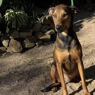 A young medium-sized male Bicolor Doberman Pinscher dog named Caramelo for adoption in Williston, VT