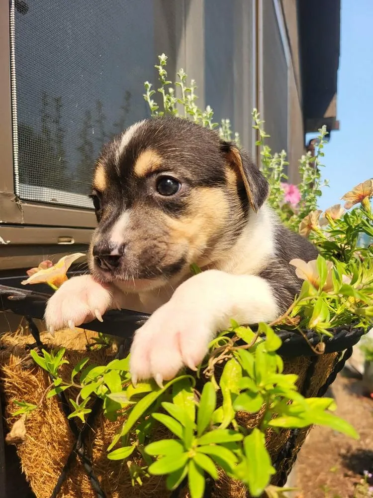 A baby medium-sized female Tricolor (Brown, Black, & White) Shetland Sheepdog / Sheltie dog named Jane Austen for adoption in Pottstown, PA
