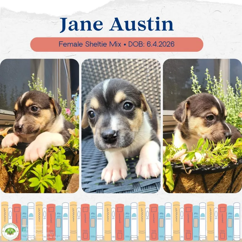 Jane Austen thumbnail 4
