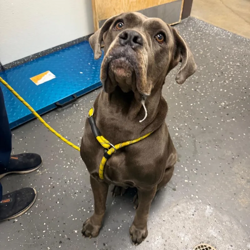 An adult large-sized female Gray / Blue / Silver Mixed Breed dog named Marigold for adoption in Columbiana, AL