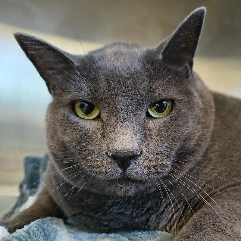 An adult extra large-sized male Domestic Short Hair cat named Milo for adoption in East Hampton, NY