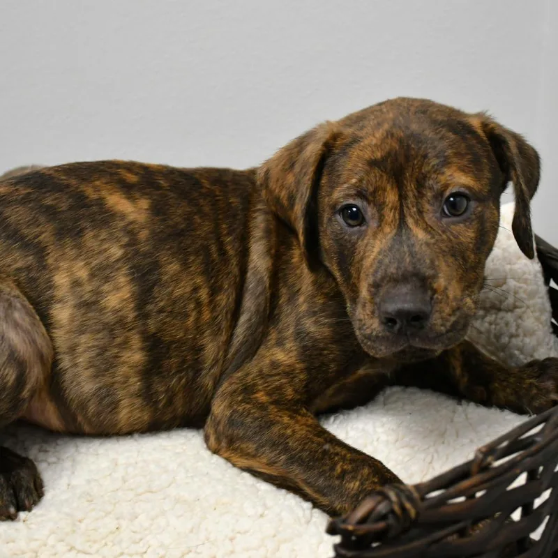 A baby small-sized male Brindle Pit Bull Terrier dog named Somebody Fan Me for adoption in Beaumont, TX