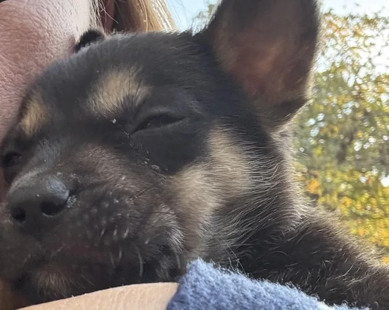 A baby small-sized female Mixed Breed dog named Pippa for adoption in Pelham, NH